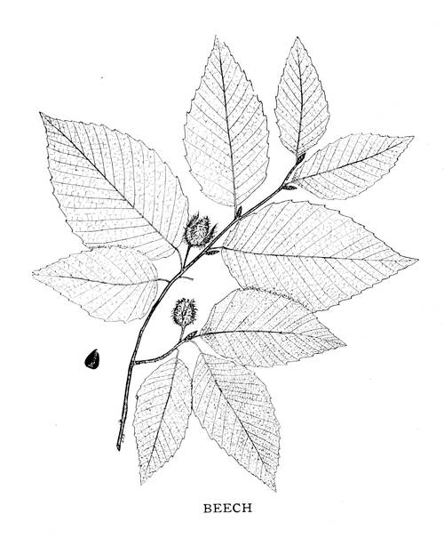 BEECH