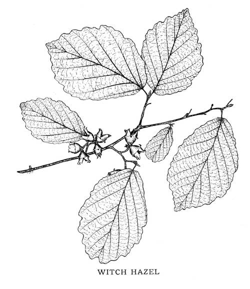 WITCH HAZEL