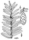 T. CanadÃ©nsis.