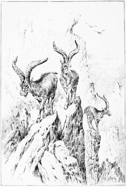 Plate XIX.

ON THE CRAGS OF ALMANZÃR.

Page 137.
