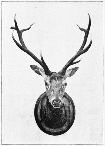 A ROYAL HEAD—DOÃANA.