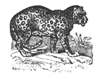 A frog a lion may disharm Illustration 083