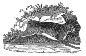 For each sweet has its bitter, each bramble its thorn Illustration 107
