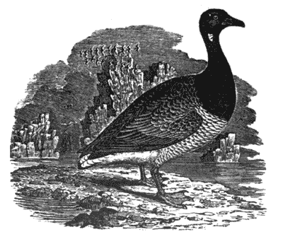 And thus he lost this treasure rare Illustration 115