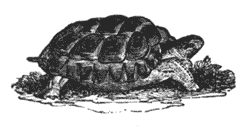 Fraud and force their purpose gain and nature fortifies in vain Illustration 132