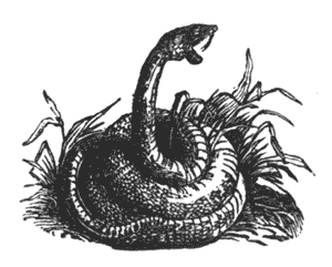 Knocked the reptile on the head Illustration 190