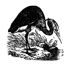 On a poor little snail Illustration 281