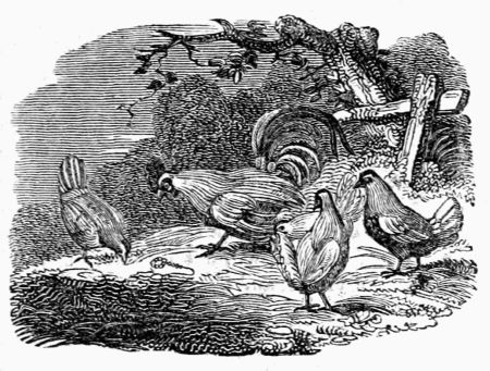 THE COCK AND THE JEWEL. THE COCK AND THE JEWEL.
