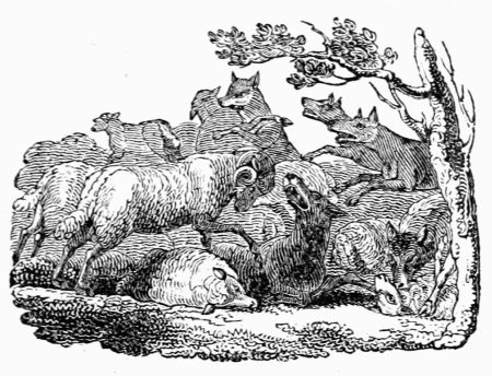 THE WOLVES AND THE SHEEP. THE WOLVES AND THE SHEEP.