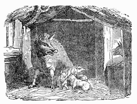 THE SOW AND THE WOLF. THE SOW AND THE WOLF.