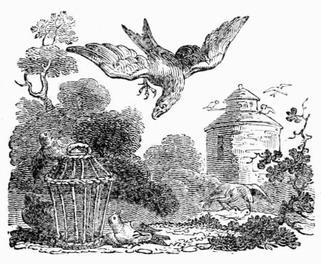 THE KITE AND THE PIGEONS. THE KITE AND THE PIGEONS.