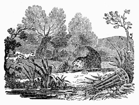 THE HUNTED BEAVER. THE HUNTED BEAVER.