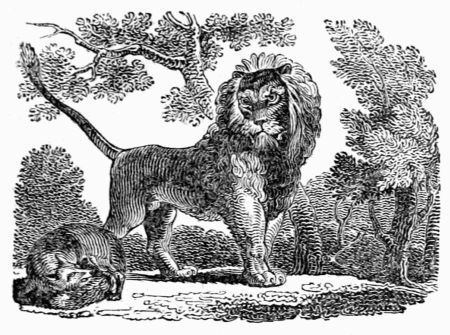 THE FOX AND THE LION. THE FOX AND THE LION.