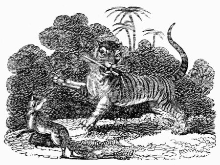 THE FOX AND THE TIGER. THE FOX AND THE TIGER.