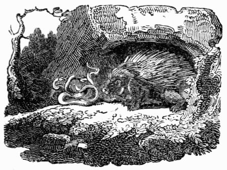 THE PORCUPINE AND THE SNAKES. THE PORCUPINE AND THE SNAKES.