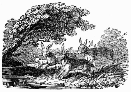 THE HARES AND FROGS IN A STORM. THE HARES AND FROGS IN A STORM.