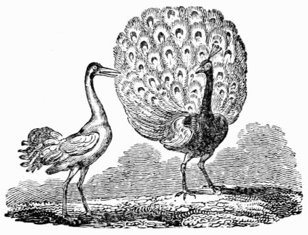 THE PEACOCK AND THE CRANE. THE PEACOCK AND THE CRANE.