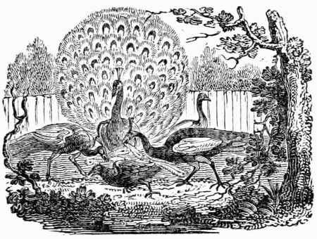 THE JACKDAW AND PEACOCKS. THE JACKDAW AND PEACOCKS.