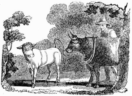 THE WANTON CALF. THE WANTON CALF.