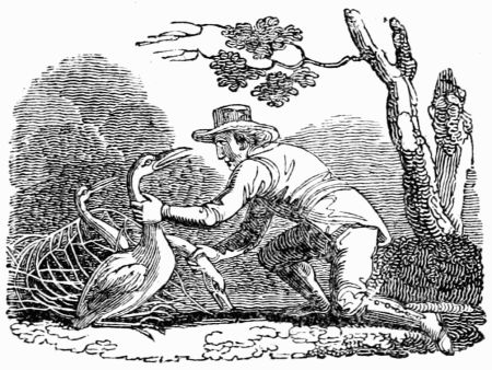 THE HUSBANDMAN AND THE STORK. THE HUSBANDMAN AND THE STORK.