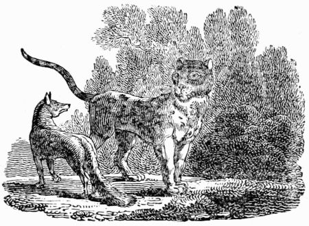THE LEOPARD AND THE FOX. THE LEOPARD AND THE FOX.