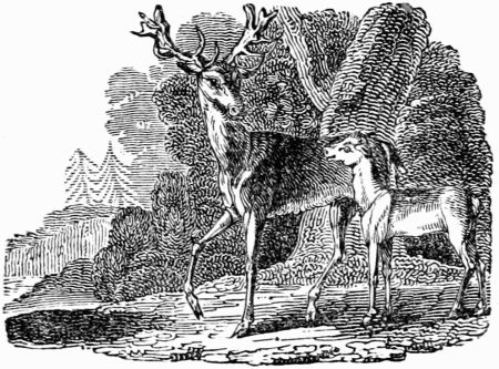 THE STAG AND THE FAWN. THE STAG AND THE FAWN.