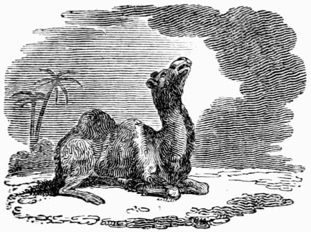 JUPITER AND THE CAMEL. JUPITER AND THE CAMEL.
