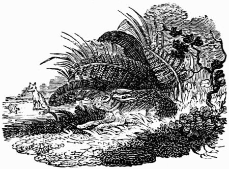 THE HARE AND THE TORTOISE. THE HARE AND THE TORTOISE.