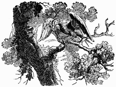 THE HAWK AND THE NIGHTINGALE. THE HAWK AND THE NIGHTINGALE.