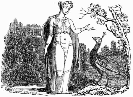 THE PEACOCK'S COMPLAINT. THE PEACOCK'S COMPLAINT.