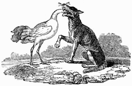 THE WOLF AND THE CRANE. THE WOLF AND THE CRANE.