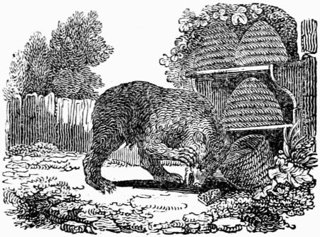 THE BEAR AND THE BEE HIVES. THE BEAR AND THE BEE HIVES.