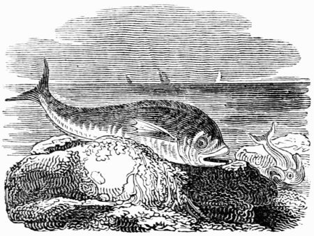 THE TUNNY AND THE DOLPHIN. THE TUNNY AND THE DOLPHIN.