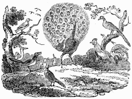 THE PEACOCK AND THE MAGPIE. THE PEACOCK AND THE MAGPIE.