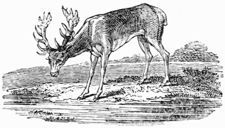 THE STAG LOOKING INTO THE WATER. THE STAG LOOKING INTO THE WATER.