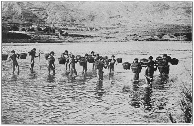 Men crossing the river with pig manure to fertilize the rice sementeras