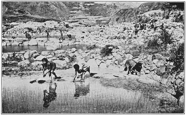 Women transplanting rice