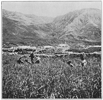 Harvesting the rice