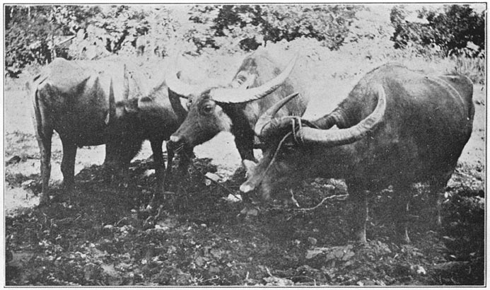 Philippine carabaos