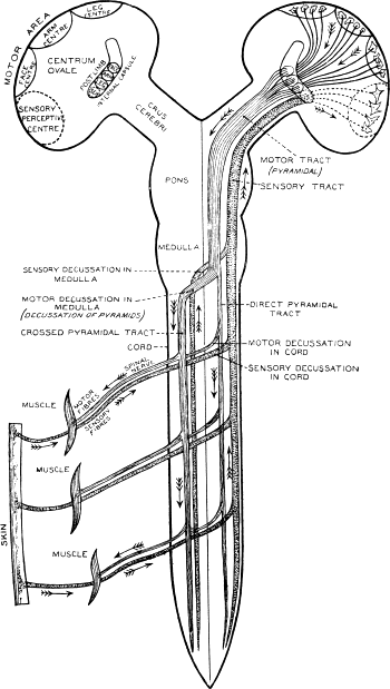 Fig. 180.—Diagram of the Course of Motor and Sensory
Nerve Fibres.