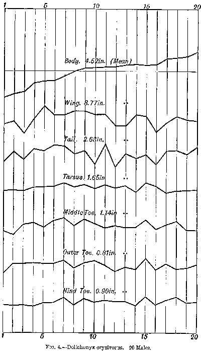 FIG. 4.—Dolichonyx oryzivorus. 20 Males.