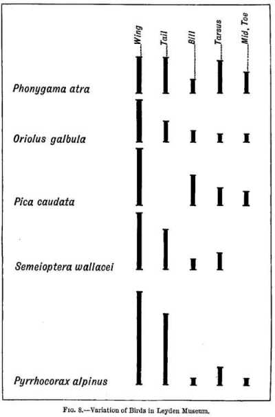 FIG. 8.—Variation of Birds in Leyden Museum.