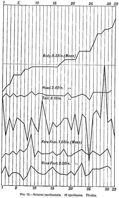 FIG. 13.—Sciurus carolinensis. 32 specimens. Florida.