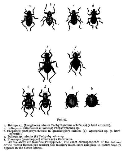 FIG. 26.—Mygnimia aviculus (Wasp). Coloborhombus fasciatipennis (Beetle).