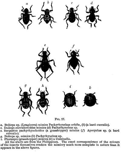 FIG. 27.—a. Doliops sp. (Longicorn) mimics Pachyrhynchus orbifae.