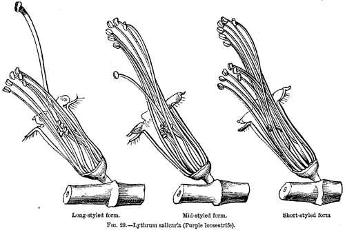 FIG. 29.—Lythrum salicaria (Purple loosestrife).