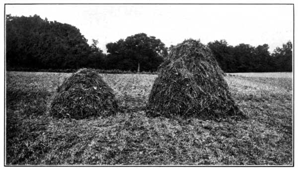 Limed and Unlimed Ends of a Plot at the Ohio Experiment
Station