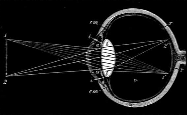 Fig. 11.

Section of an eye looking at a pencil. (Adapted from Kirke.)

c,c, Cornea. w, White of eye. cm, Ciliary muscle. a,a, Aqueous
humour. i,i, Iris. l,l, Lens, r,r, Retina, on, Optic nerve.
1, 2, Pencil. 1Â´, 2Â´, Image of pencil on the retina.