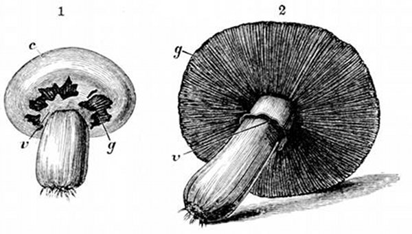 Fig. 26.

Later stages of the mushroom. (After Gautier.)

1, Button mushroom stage. c, Cap. v, Veil. g, Gills.

2, Full-grown mushroom, showing veil v after the cap is quite
free, and the gills or lamellÃ¦ g, of which the structure is shown in
Fig. 27.