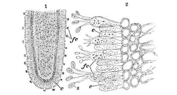 Fig. 27.

1, One of the gills or lamellÃ¦ of the mushroom slightly magnified,
showing the cells round the edge. c, Cells which do not bear
spores. fc, Fertile cells. 2, A piece of the edge of the same
powerfully magnified, showing how the spores s grow out of the
tip of the fertile cells fc.